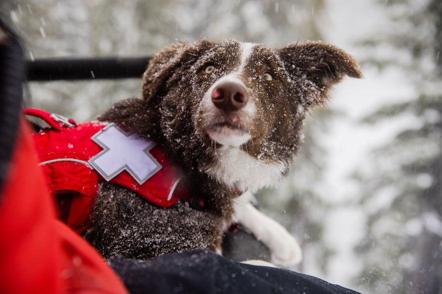 Avalanche dog harness shop how to put on