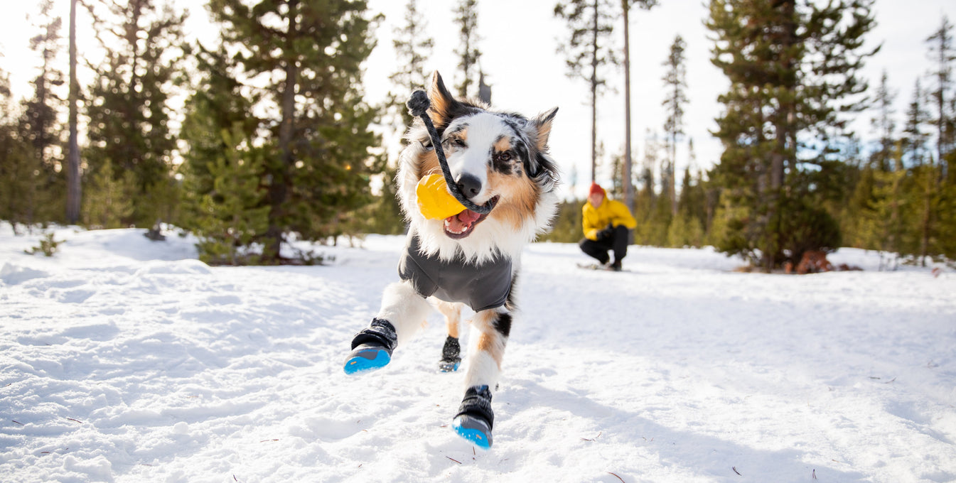 A dog plays with his toy in the snow while wearing Ruffwear Polar Trex™ Dog Boots.