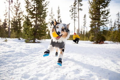 A dog plays with his toy in the snow while wearing Ruffwear Polar Trex™ Dog Boots.