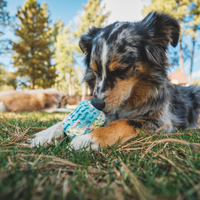 Dog playing with an enrichment toy in the backyard.