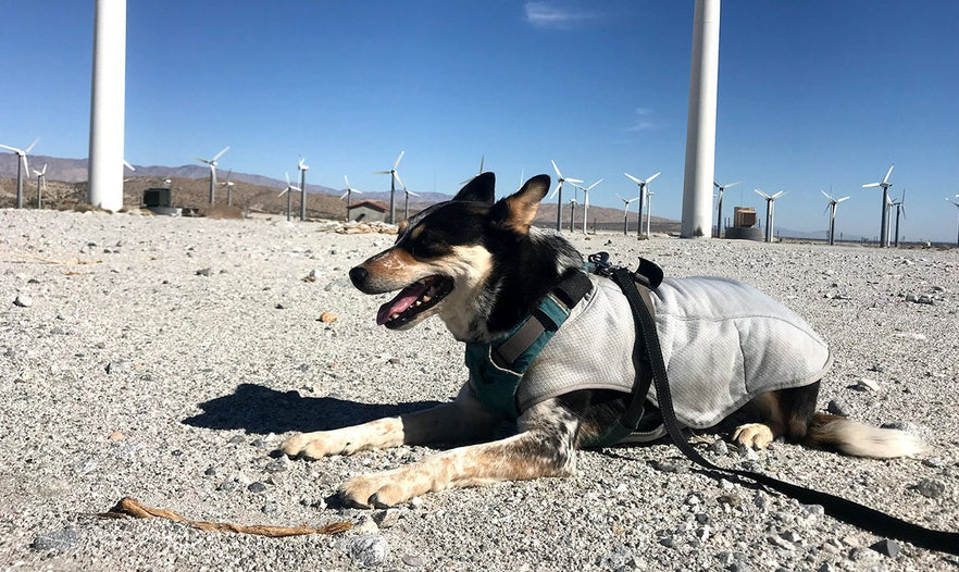 Staying Cool the Rogue Dog Way Ruffwear