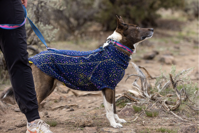 Dog wearing the Climate Changer™ Fleece.