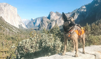 Detection Dog in Yosemite