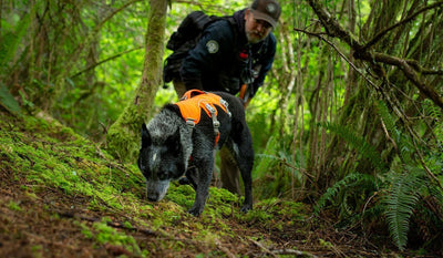 How Rogue Detection Dogs Inspired the High-Vis Web Master™