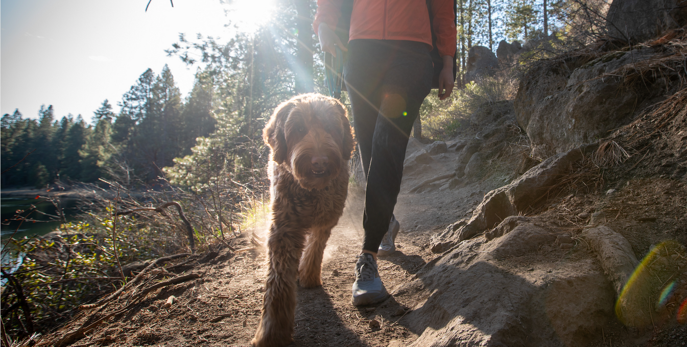 Pebble the doodle hikes along trail with Shannon.