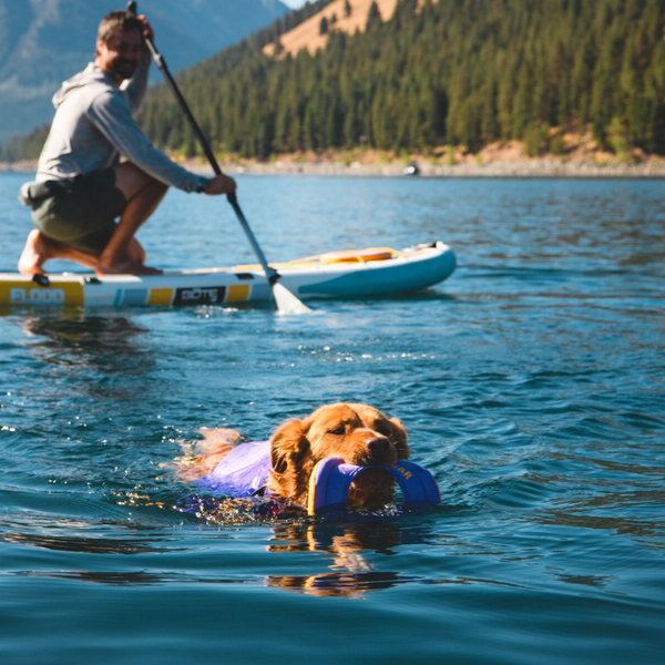 Dog swimming and playing in water.