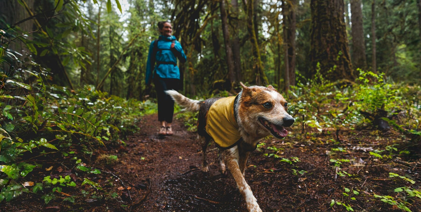 Caring for Your Dog’s Waterproof Gear