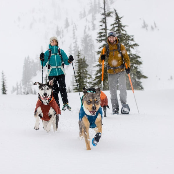 Two humans and two dogs wearing a Vert jacket explore in the snow
