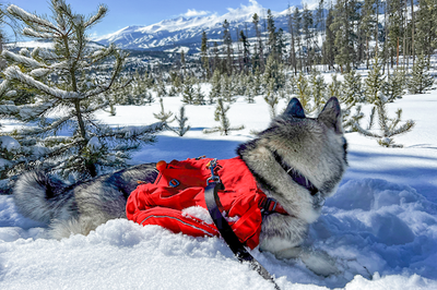 Loba, a malamute-husky mix, on a backpacking trip.