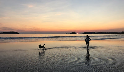 Bronwyn and Arnie running on beach at sunset