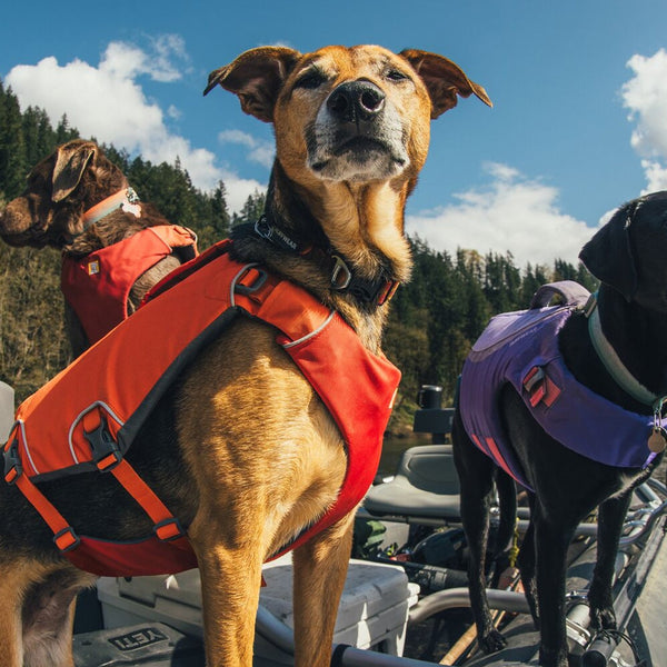 Summer Dog Gear