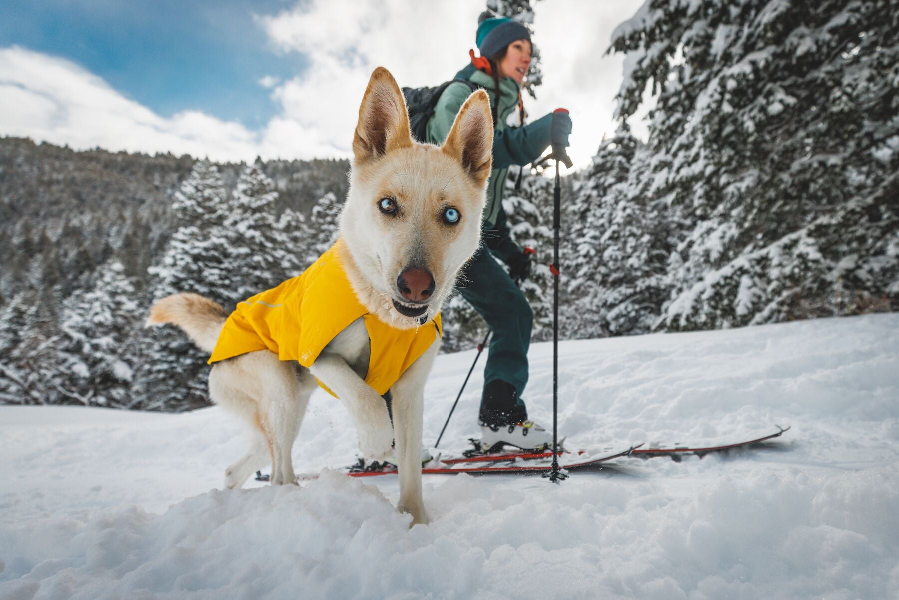 Outdoor dog cheap gear