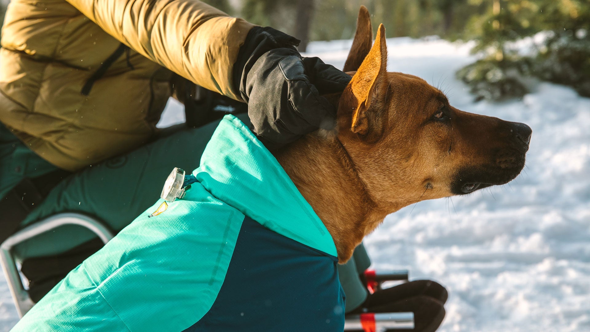 Ruffwear 2025 dog jacket