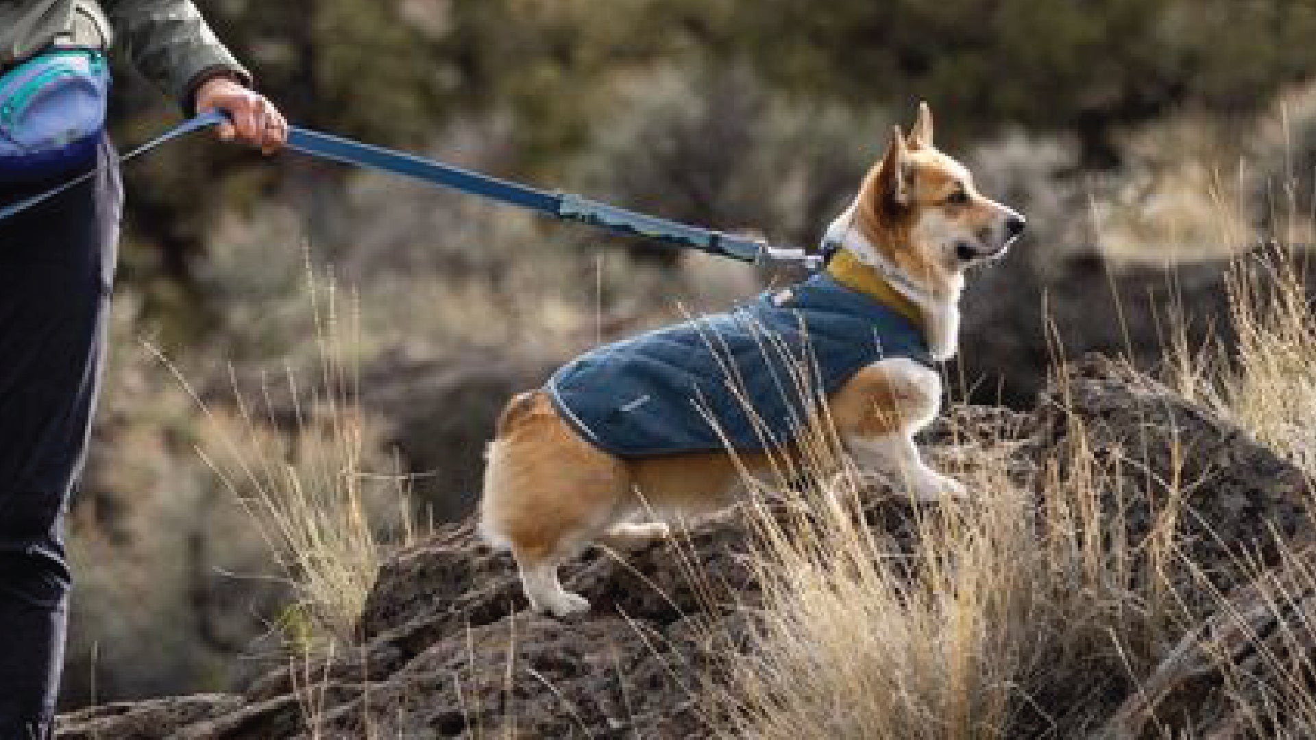 Ruffwear harness clearance corgi