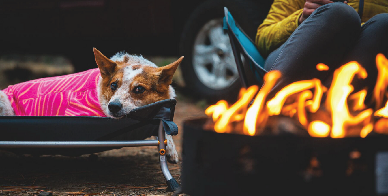 Heeler in climate changer jackets sleeps on mt everrest elevated dog bed next to fire.