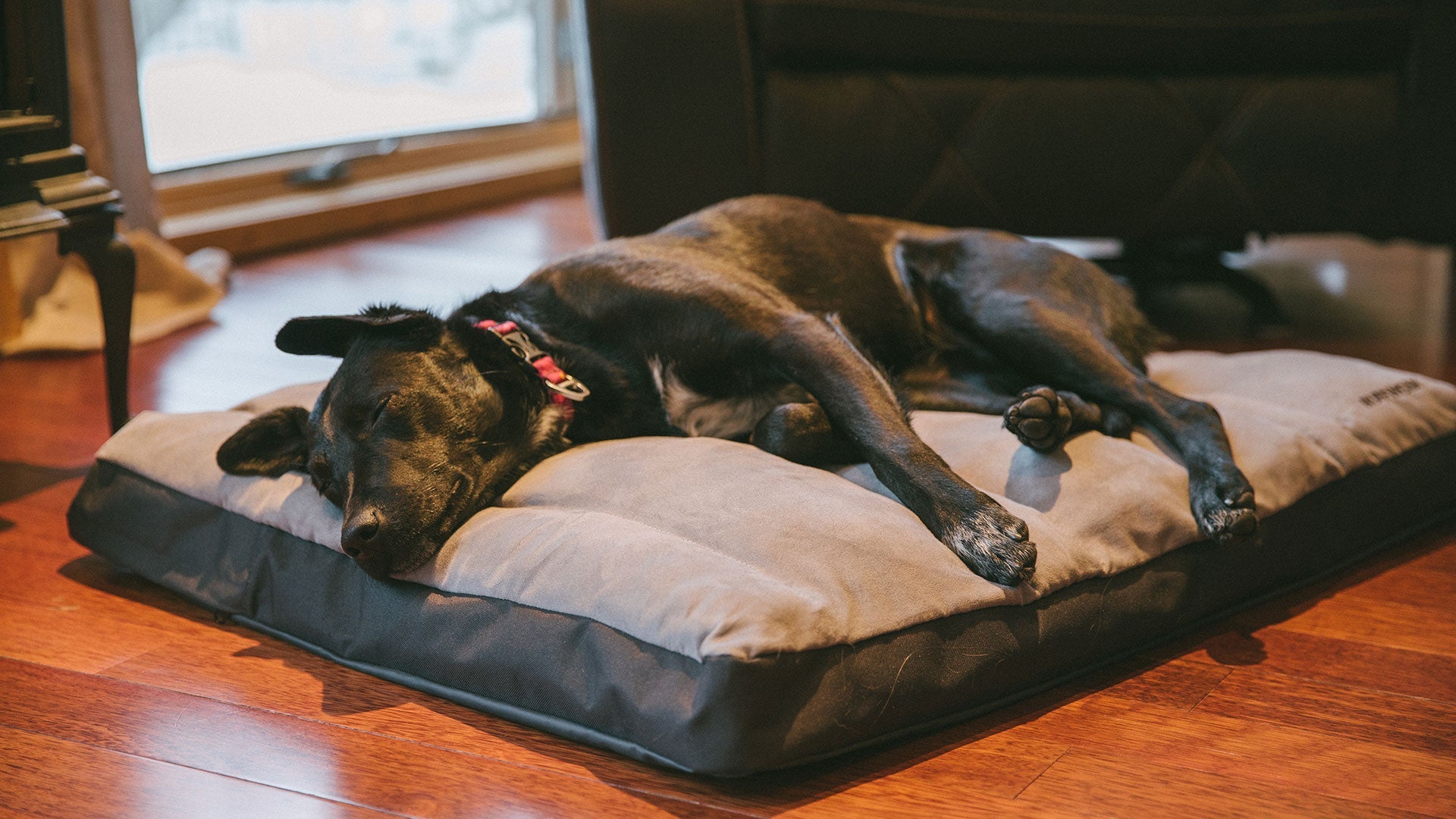 Ruffwear restcycle 2025 dog bed