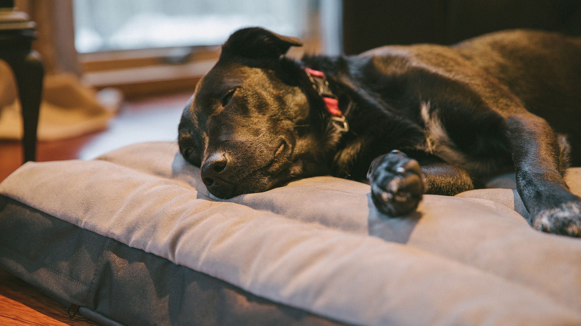 Ruffwear hotsell dog bed