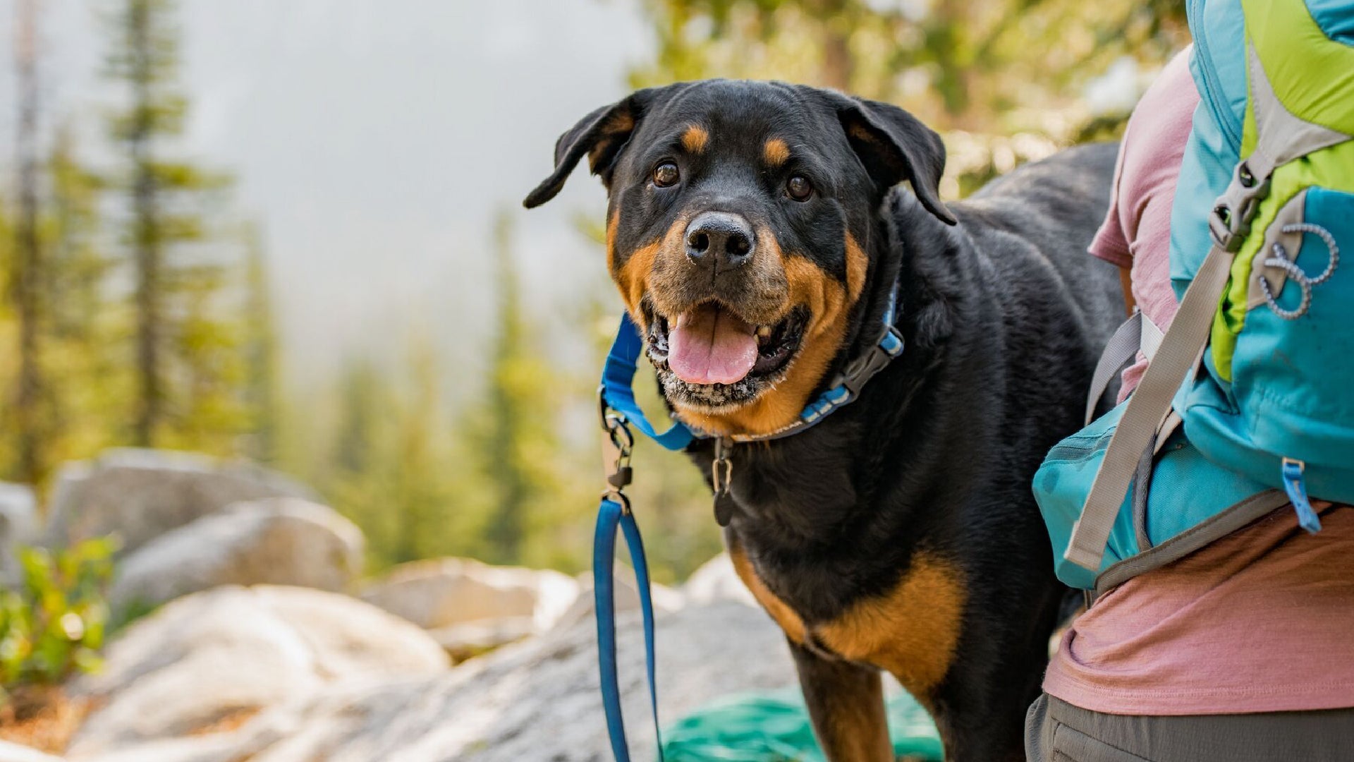 Web Reaction Martingale Dog Collar With Buckle Ruffwear