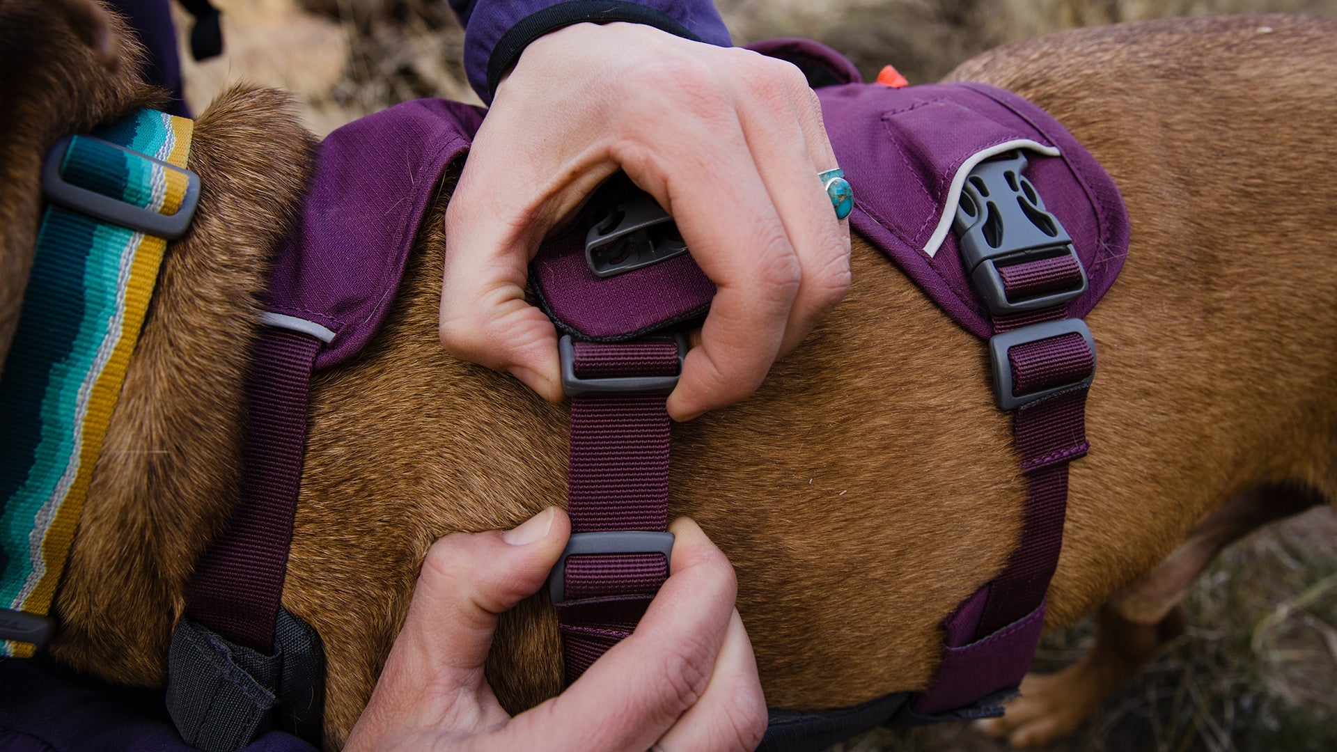 Ruffwear discount web harness