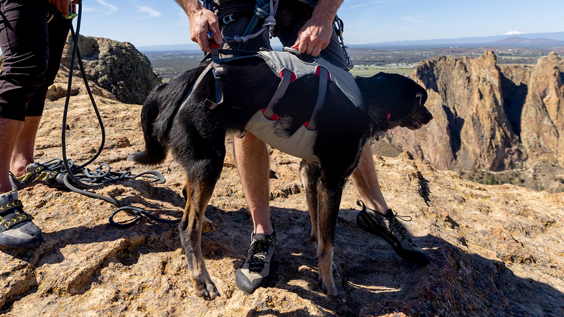 Doubleback™ Full Body Dog Safety Harness | Ruffwear