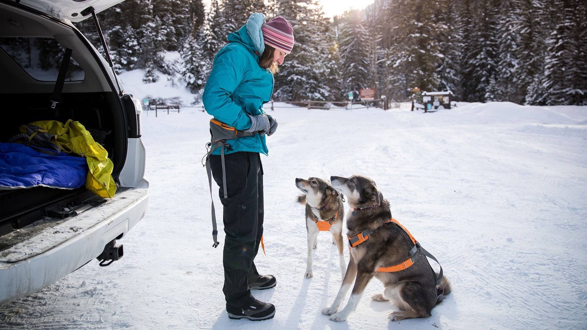 Omnijore Dog Joring System