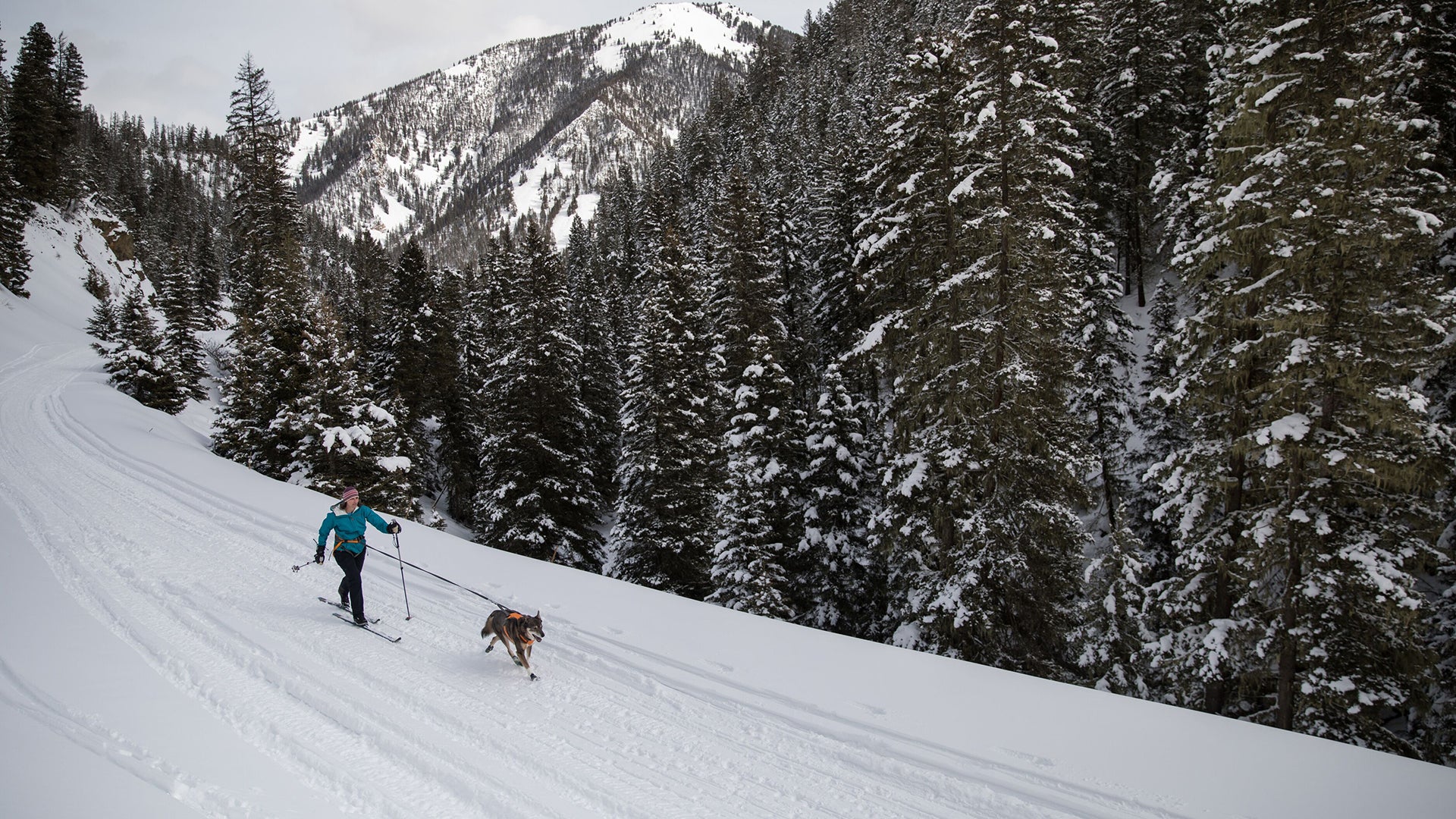 Omnijore Dog Joring System Ruffwear