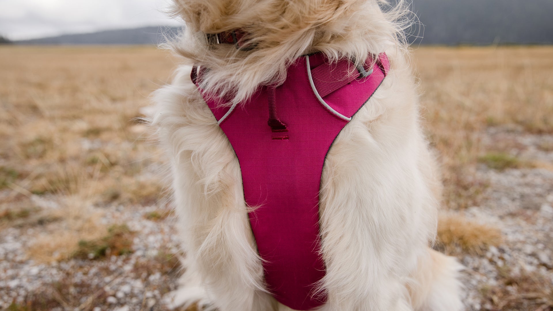 Front Range Front Clip Dog Harness No Pull Harness Ruffwear