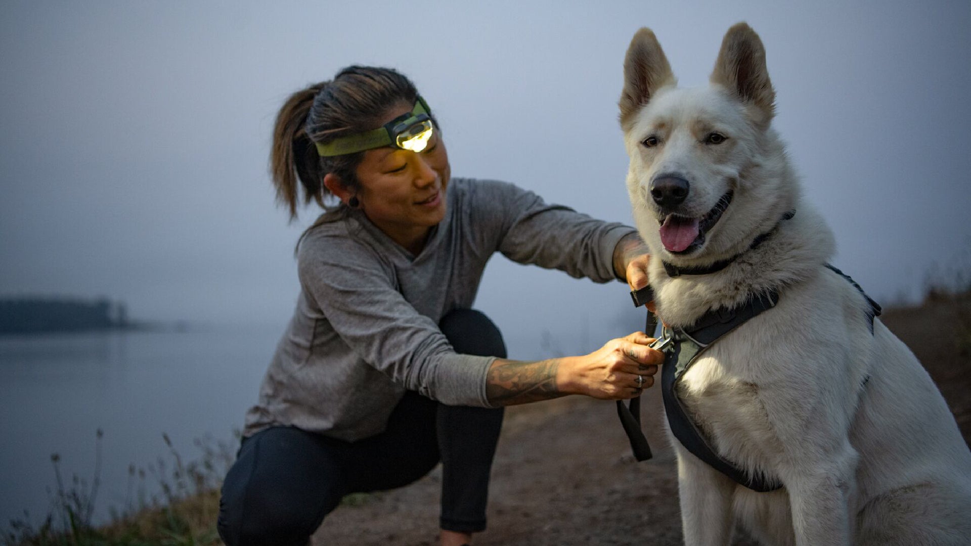 Ruffwear all day 2024 adventure dog harness