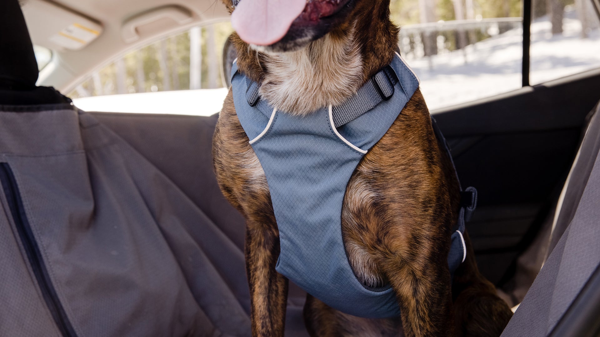 Dog car hotsell harness uk