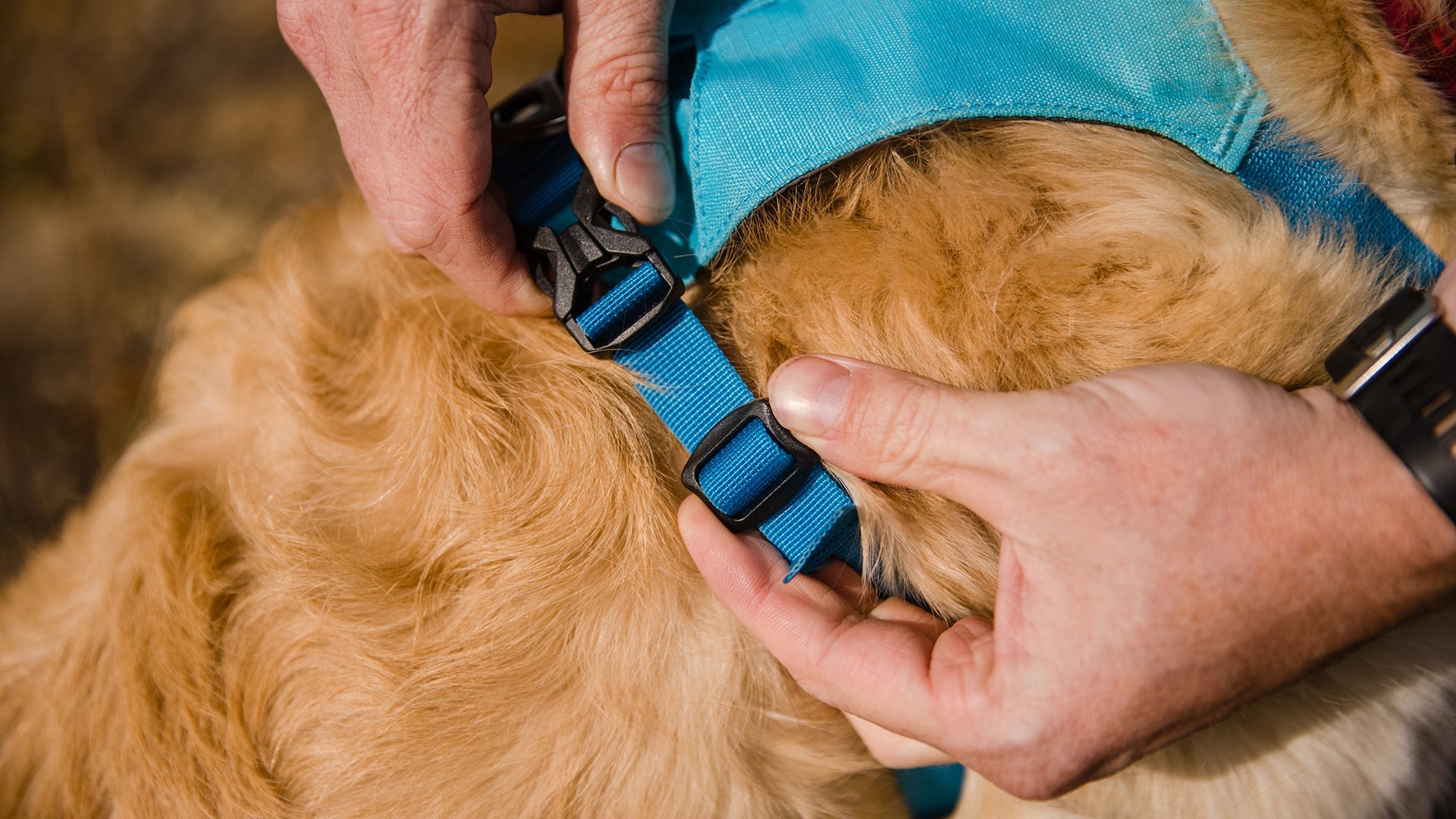 Ruffwear hi & outlet light dog harness