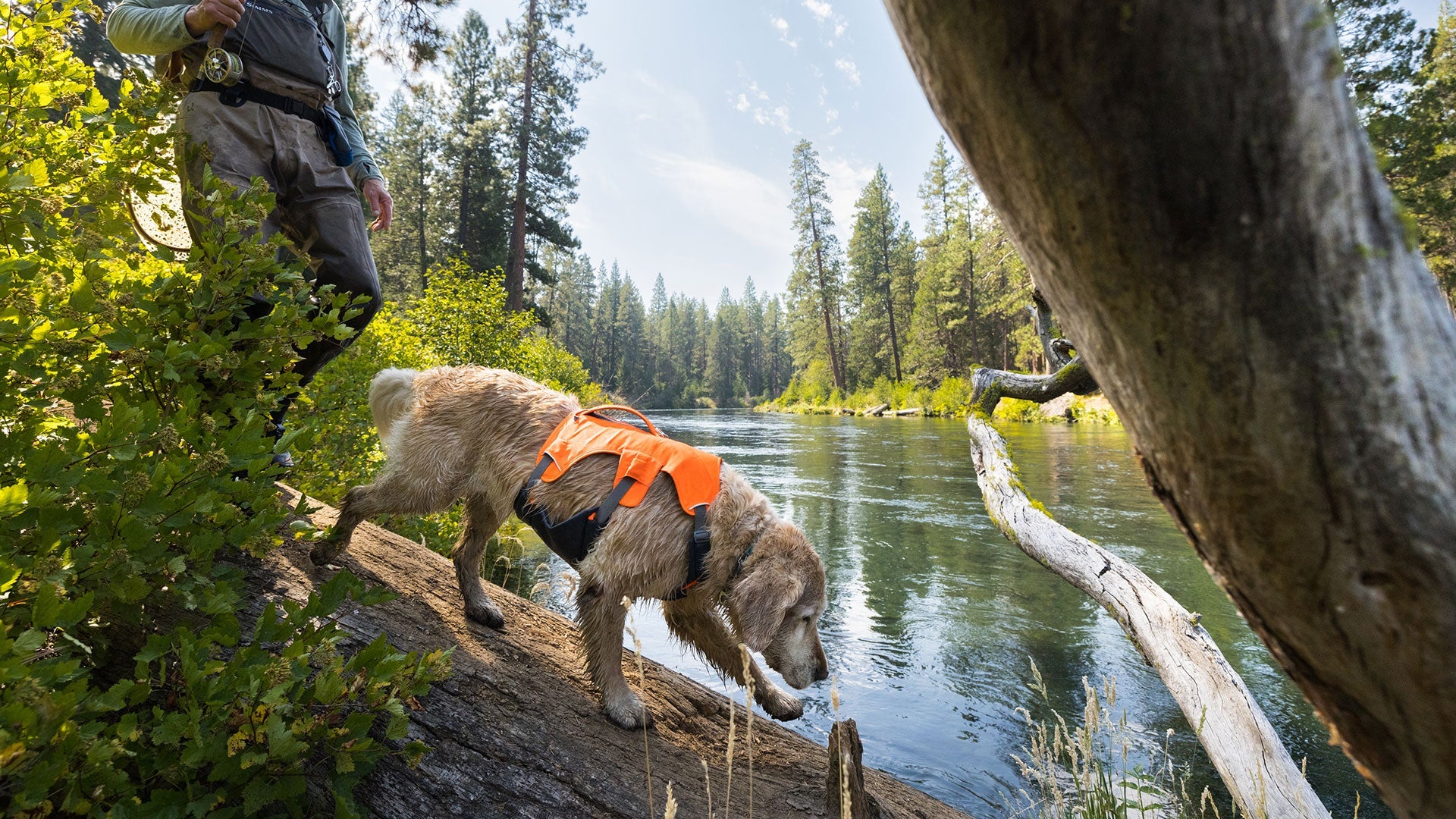 Brush Guard Harness Add On Ruffwear