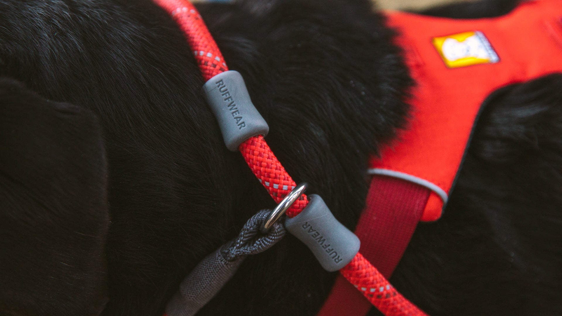 Just a Cinch Slip Lead for Dogs Ruffwear