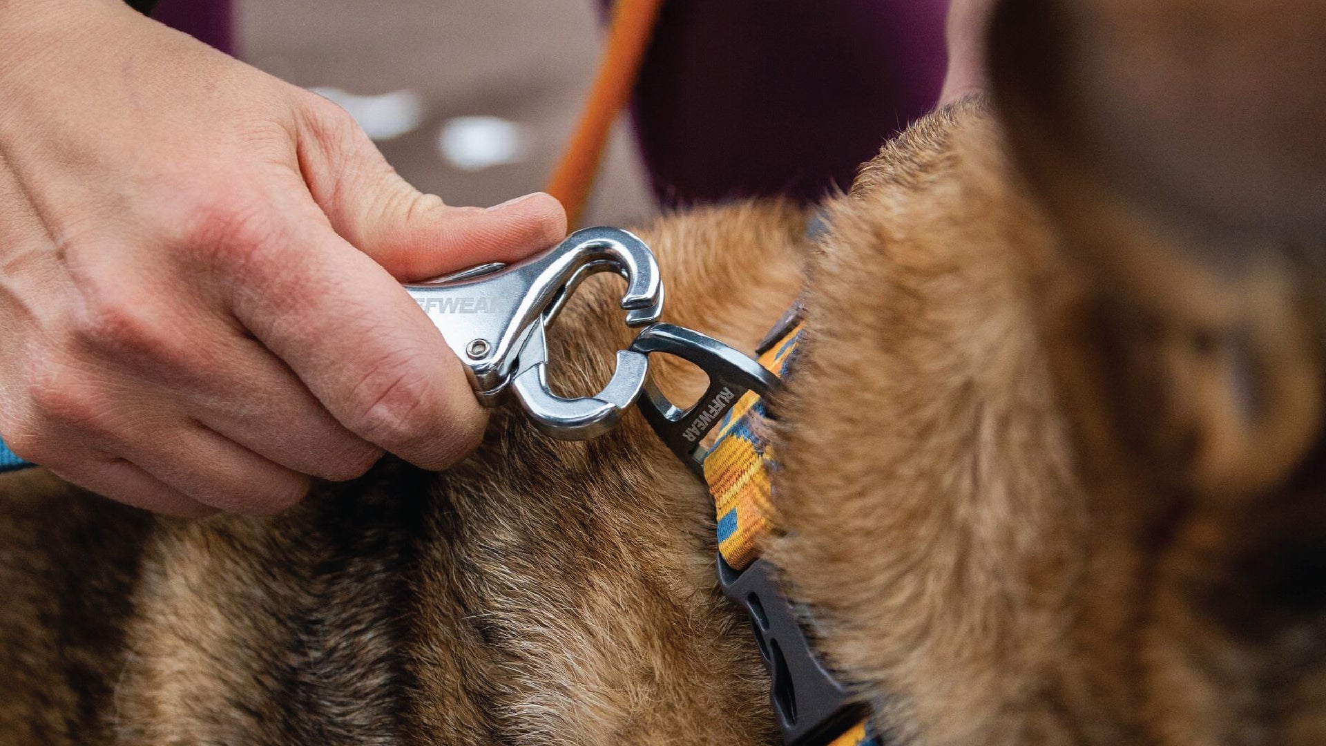 Running leash outlet for two dogs