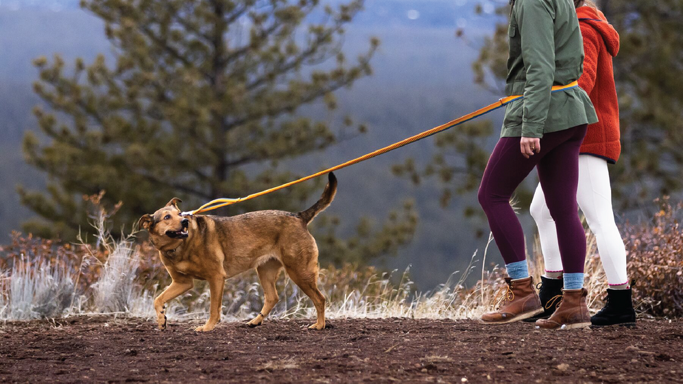 Ruffwear roamer dog deals leash