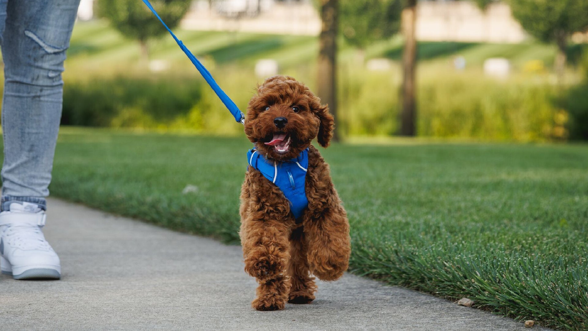 Front Range Dog Lead Ruffwear