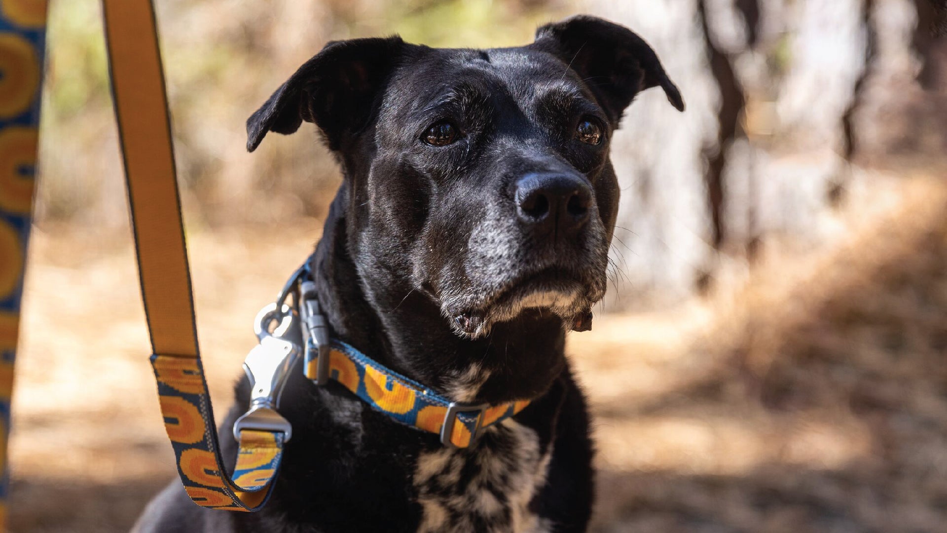 Crag Reflective Dog Lead Ruffwear