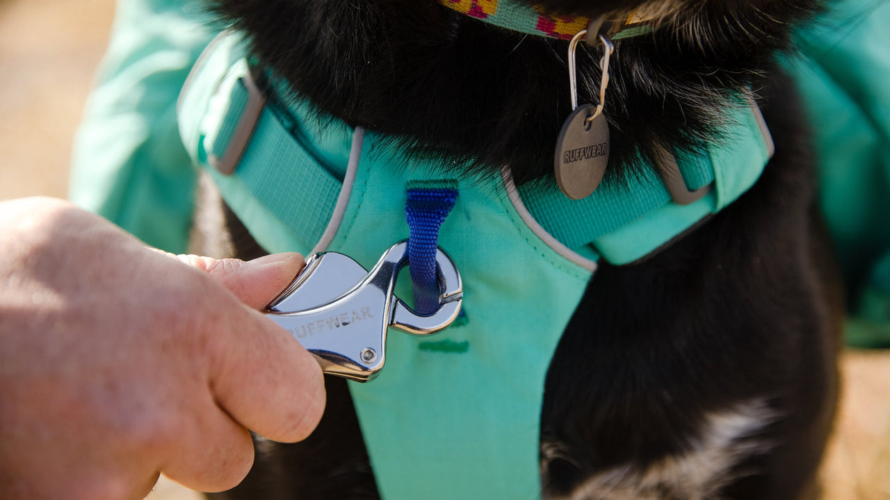THREE LEASH ATTACHMENT POINTS