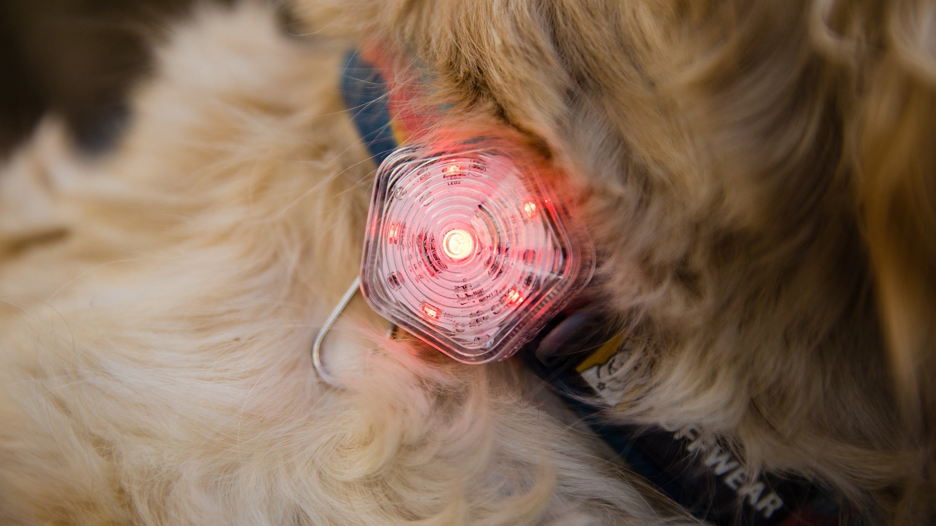 Ruffwear beacon 2025 safety light