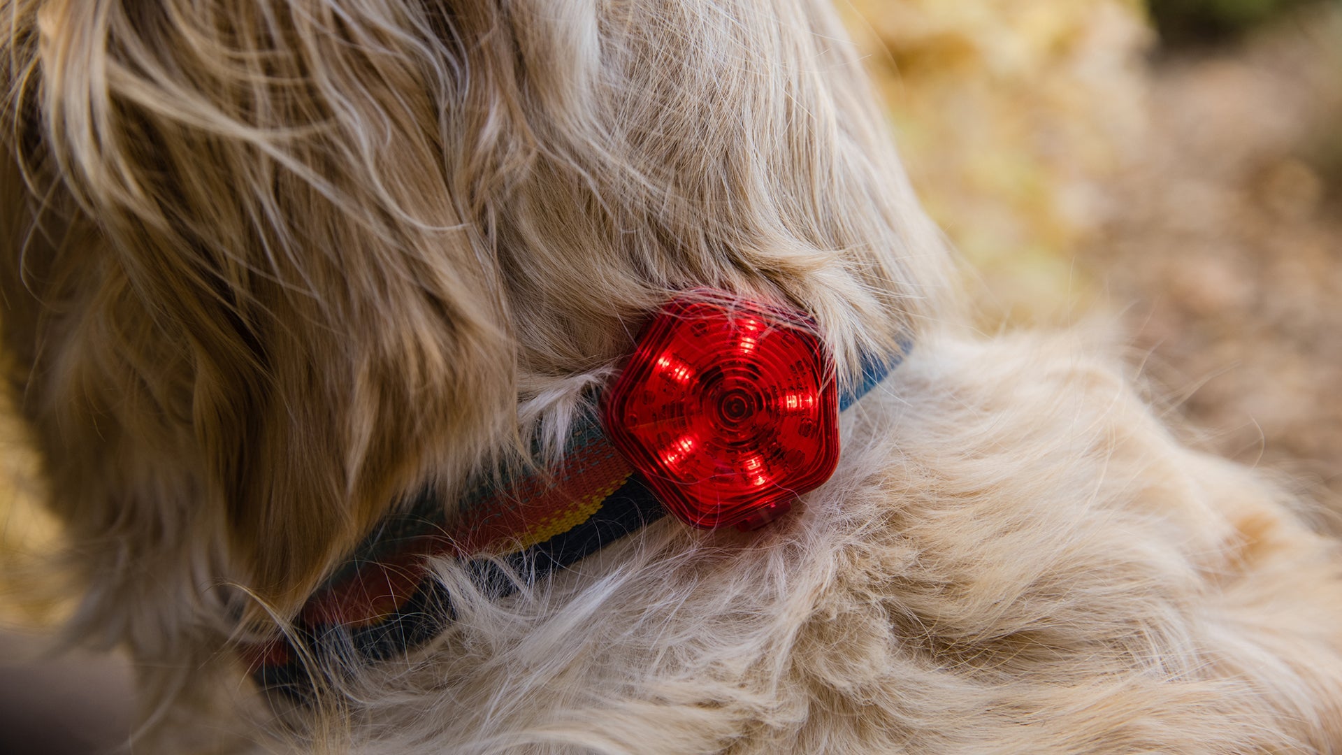 Ruffwear beacon safety clearance light