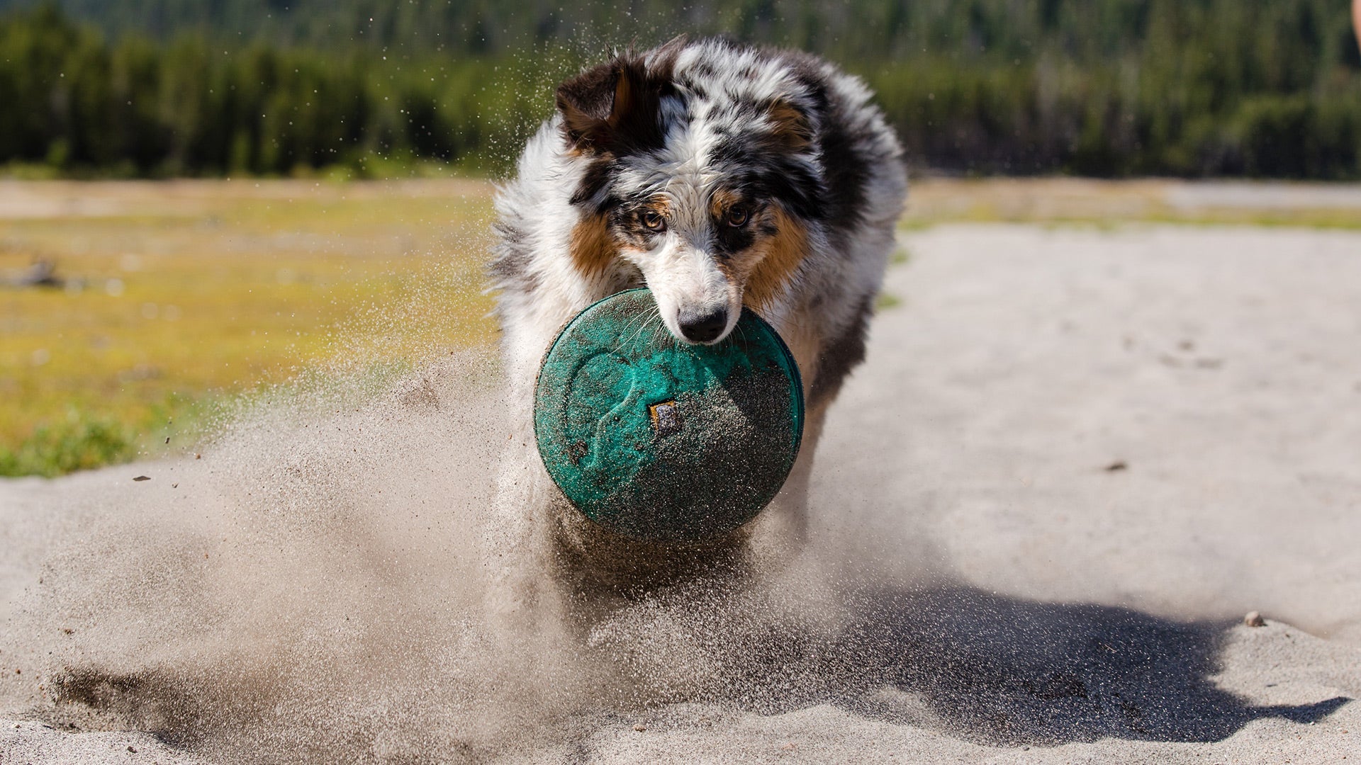 Hover Craft Flying Disc Dog Toy Ruffwear