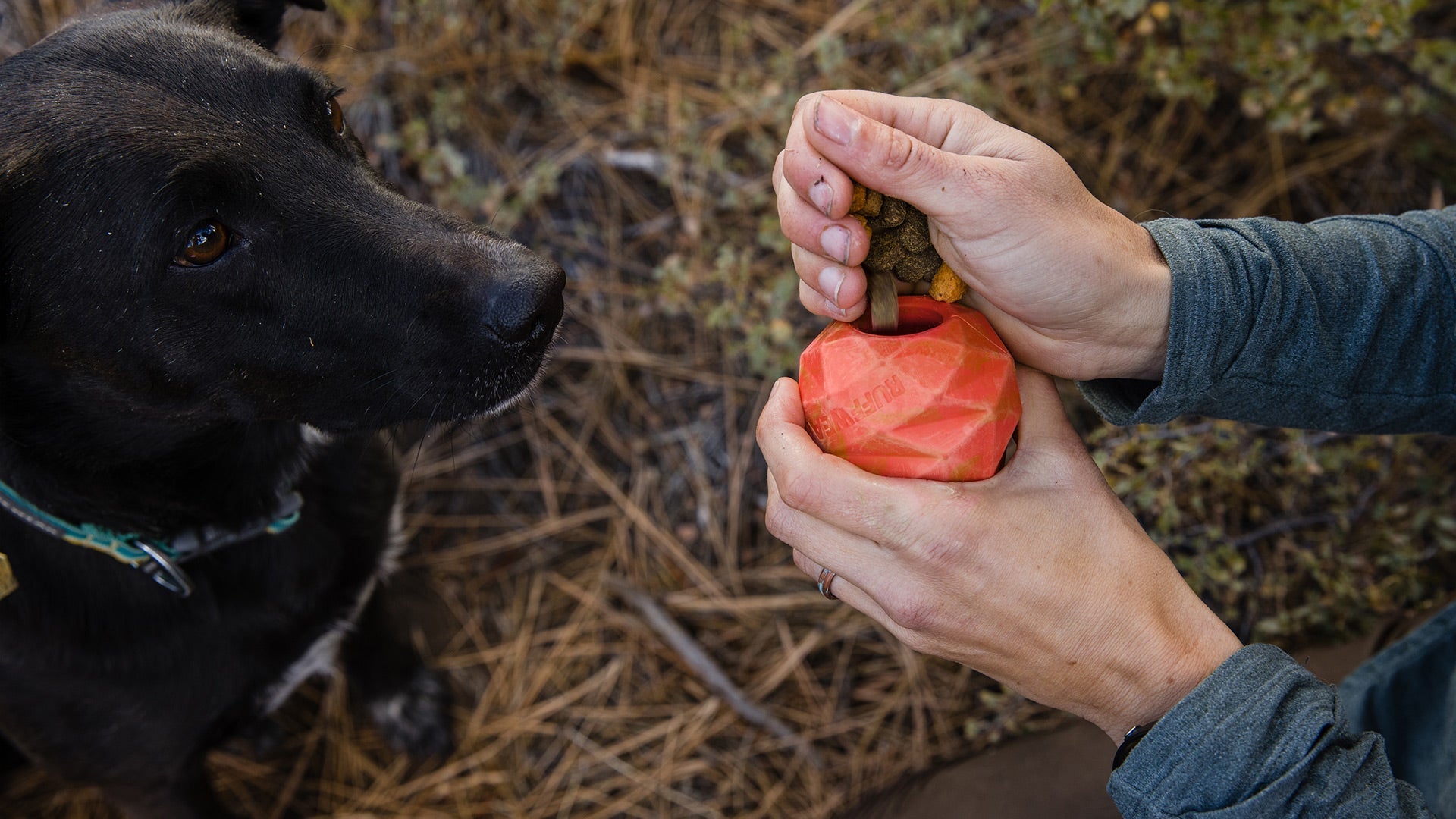 Ruffwear gnawt 2025 a cone