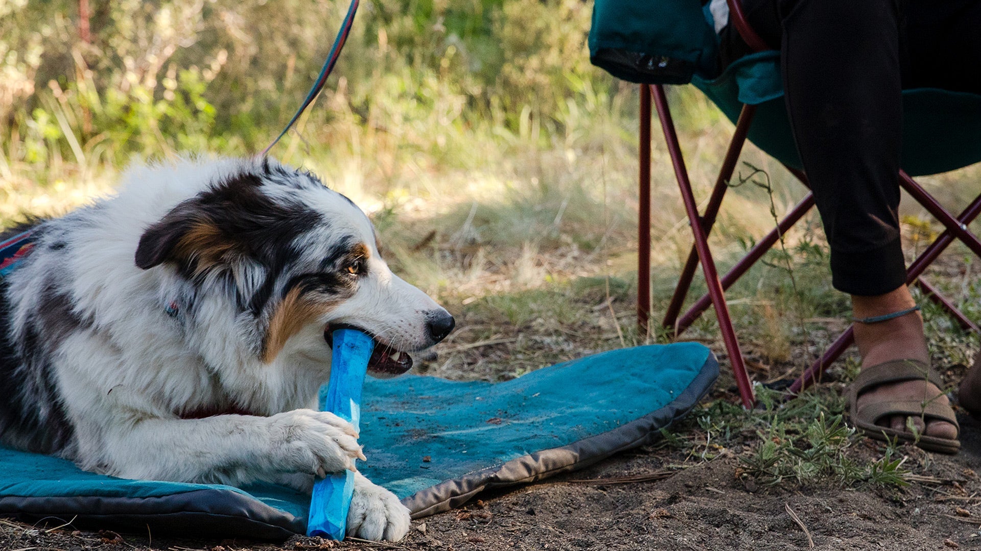 Rubber clearance dog stick