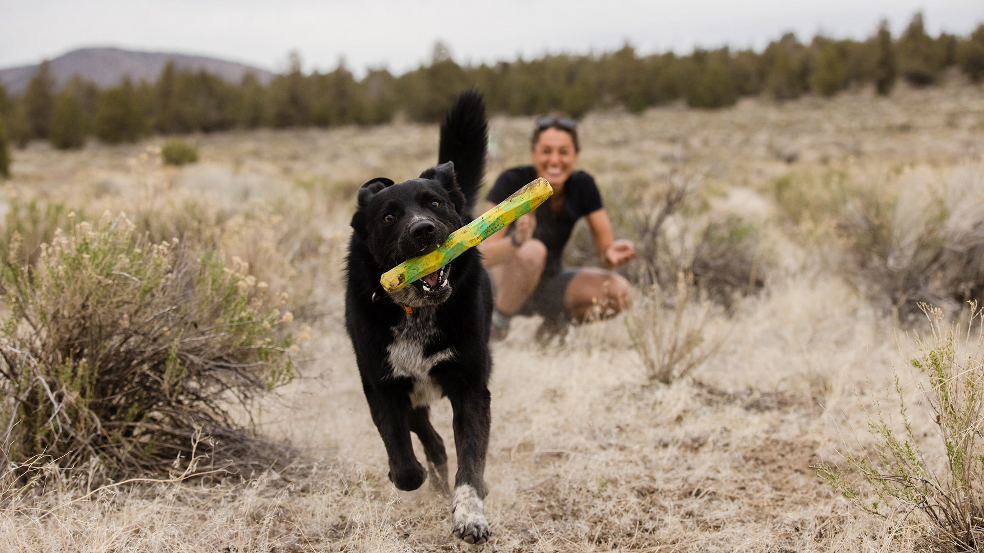 Ruffwear gnawt 2025 a stick