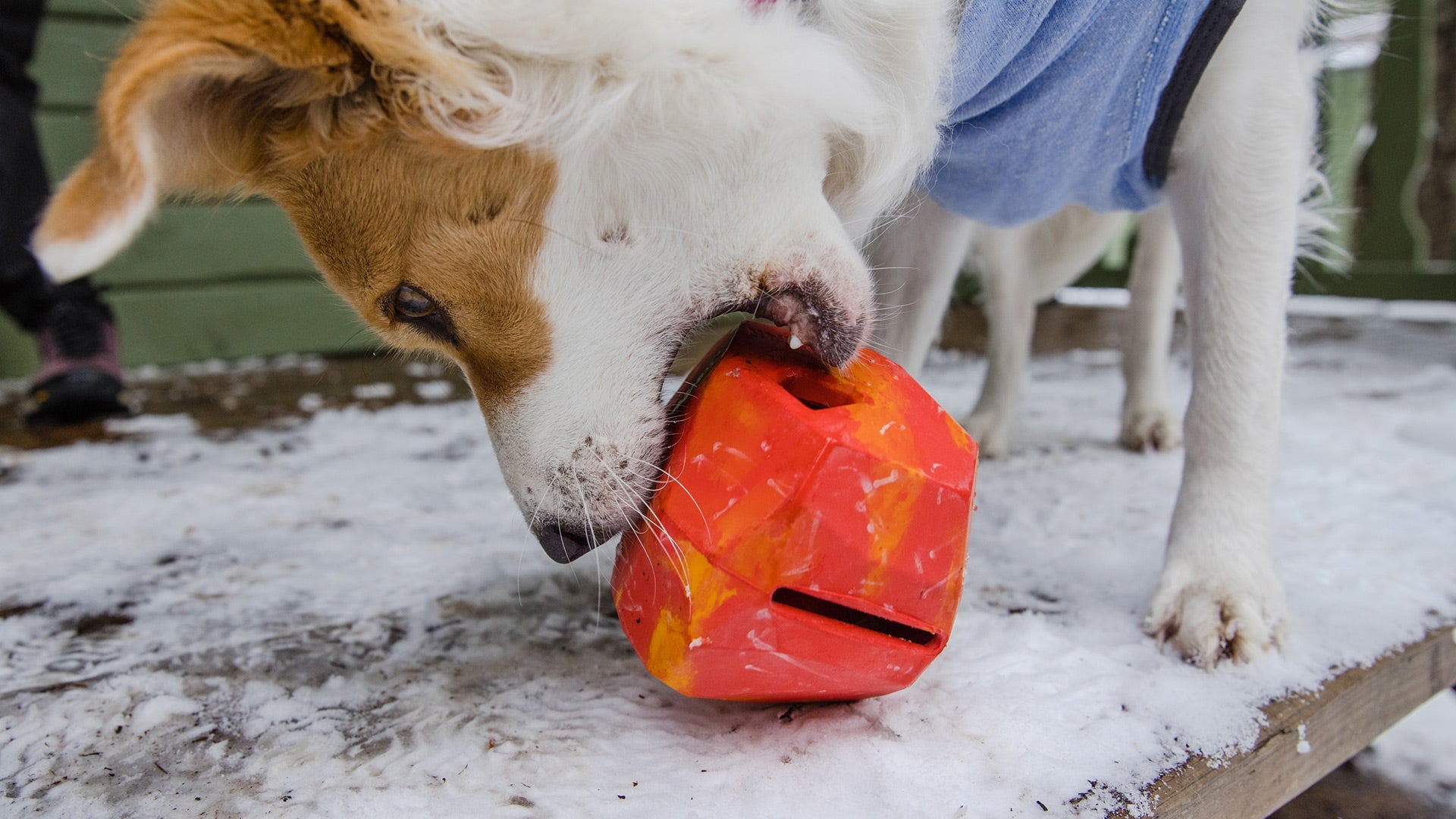 Ruffwear gnawt 2025 a rock