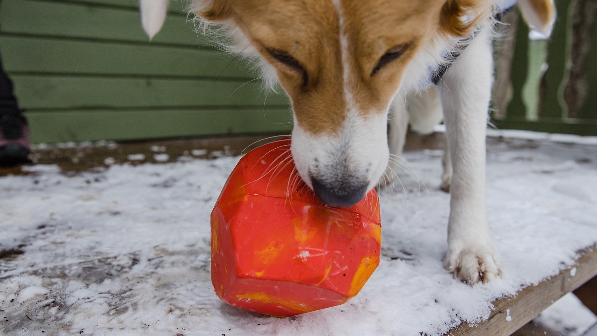 Gnawt a Rock Ruffwear