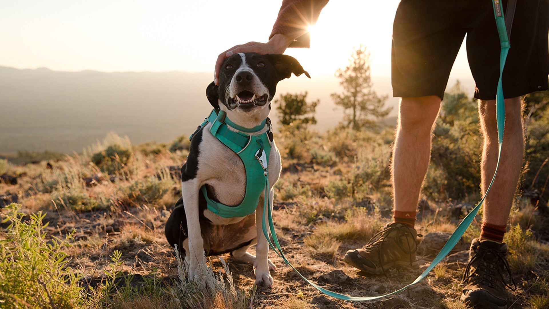 Front Range Front Clip Dog Harness No Pull Harness Ruffwear