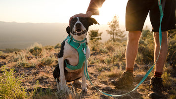 About: The Front Range® Harness Video Thumbnail