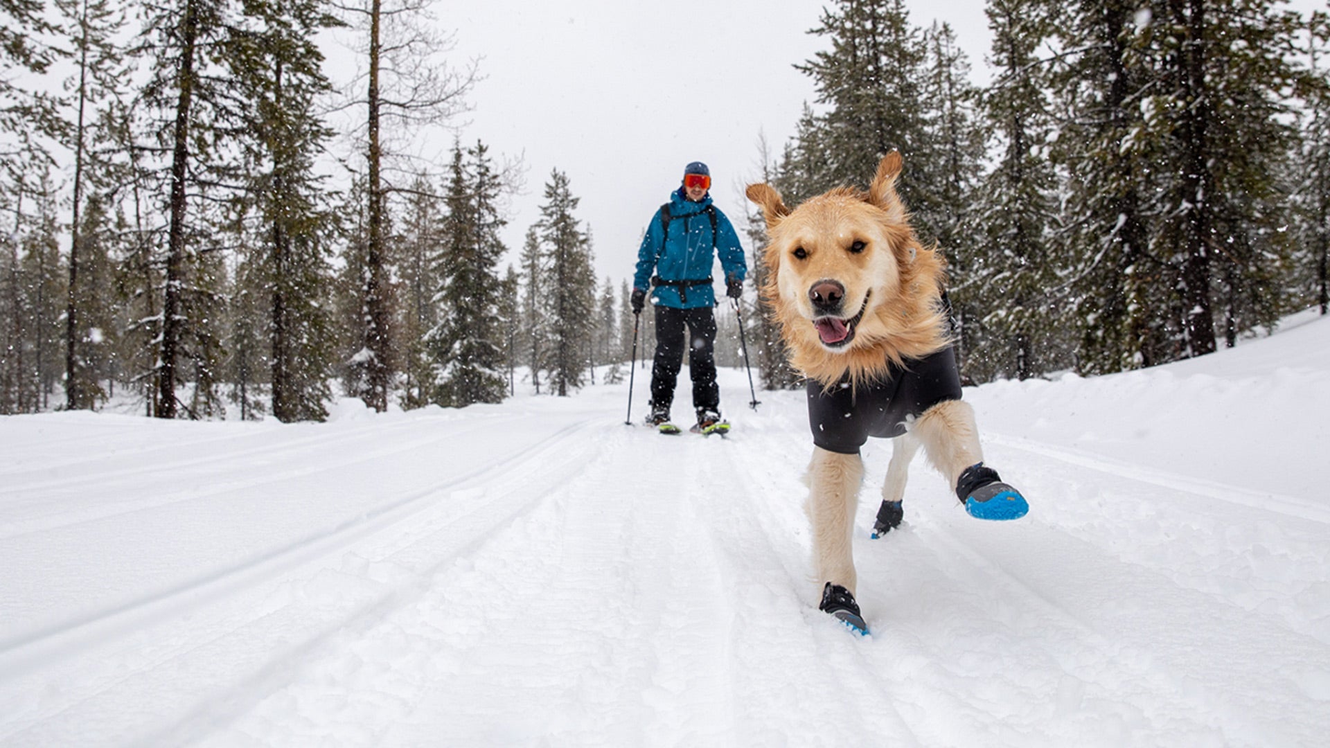 Puppy on sale snow shoes