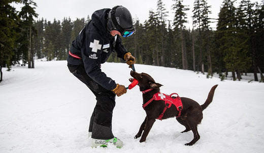 Avalanche Dogs Working Dogs Ruffwear