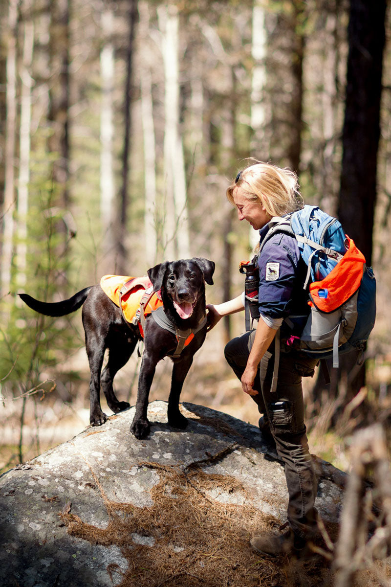 Black lab in conservation canine jacket and harness with human handler stand on rock in the woods mid search.